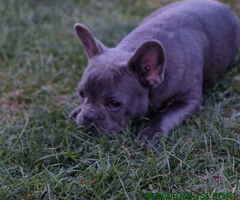 Stenci francuskog BULDOGA stari 5 meseci - 6