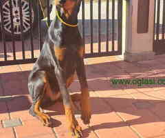 Doberman zenka od vrhunskih roditelj,stara 6 mesec