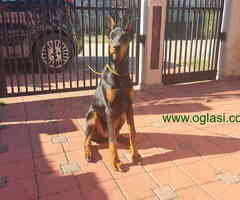 Doberman zenka od vrhunskih roditelj,stara 6 mesec