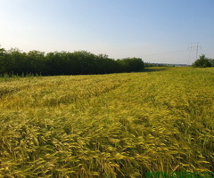 Prodajem plac 101 ar u Velikoj Moštanici opština Čukarica 15min od Beograda - 6