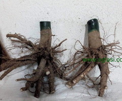 Prodajem sadnice Paulovnije Shan Tong - 6