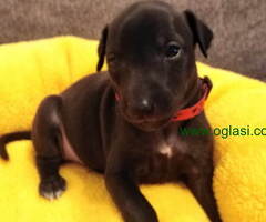 MALI ITALIJANSKI HRTOVI rezervacija - 6