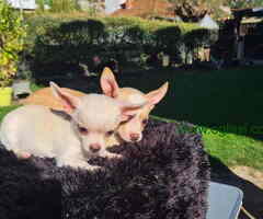 Mikro CIVAVE u ponudi - 6