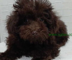 TOY PUDL€,  štenci čokoladne boje - 6