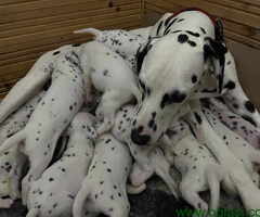 Dalmatinski pas – najava legla - 6