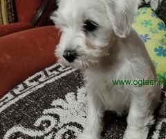 Štenci belog patuljastog šnaucera - 6