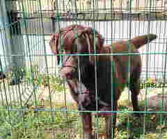 LABRADOR RETRIVERI cokoladni,