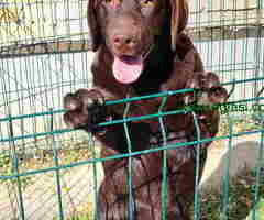 LABRADOR RETRIVERI cokoladni,