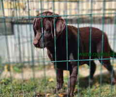 LABRADOR RETRIVERI cokoladni,