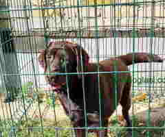LABRADOR RETRIVERI cokoladni,