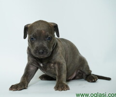 Na prodaju štenci Američkog Pit Bul Terijera - 6