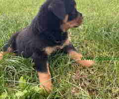 ROTVAJLER stenci stari 2,5 meseca - 6