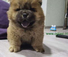 CAU CAU  muzijak star 2 meseca - 6