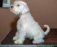 PATULJASTI SNAUCERI Beli i crno srebrni - 6