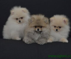 POMERANCI spremni za preuzimanje - 6