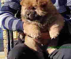 Chow Chow Cau Cau stenci oba pola