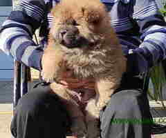 Chow Chow Cau Cau stenci oba pola