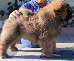 Chow Chow Cau Cau stenci oba pola
