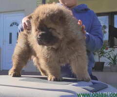 Chow Chow Cau Cau stenci oba pola