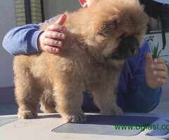 Chow Chow Cau Cau stenci oba pola