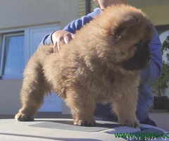 Chow Chow Cau Cau stenci oba pola - 6