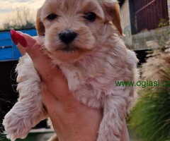 Stenci MALTIPOO  spremni za preuzimanje