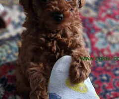 Prodajem prelepe bebe TOY PUDLE