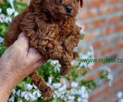 Prodajem prelepe bebe TOY PUDLE