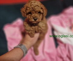 Prodajem prelepe bebe TOY PUDLE