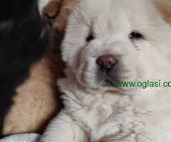 Čau čau  štenci - 6