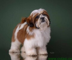 SHIH TZU kvalitetni stenci