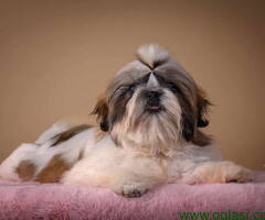 SHIH TZU kvalitetni stenci