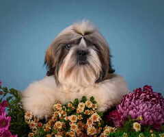 SHIH TZU kvalitetni stenci