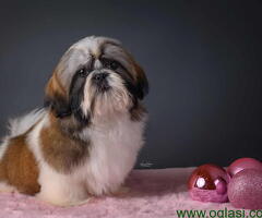 SHIH TZU kvalitetni stenci