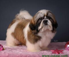 SHIH TZU kvalitetni stenci