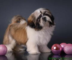 SHIH TZU kvalitetni stenci - 6