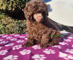 Cokoladna TOY PUDLA na prodaju - 6