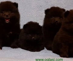 Bebe POMERANCA