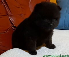 Bebe POMERANCA