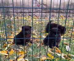 Bebe POMERANCA