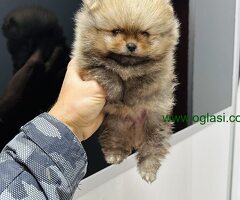 Pomeranci top kvaliteta!