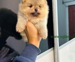 Pomeranci top kvaliteta!