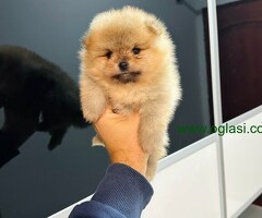 Pomeranci top kvaliteta!