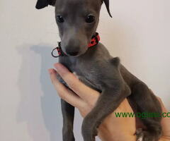 MALI ITALIJANSKI HRTOVI - 6