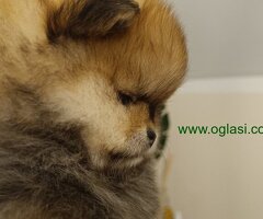 Vrhunsko leglo cistokrvnih patuljastih pomeranaca tzv boo mede