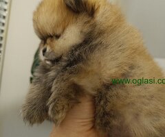Vrhunsko leglo cistokrvnih patuljastih pomeranaca tzv boo mede