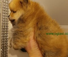 Vrhunsko leglo cistokrvnih patuljastih pomeranaca tzv boo mede