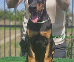Doberman stenci