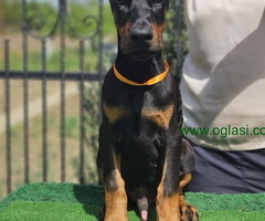 Doberman stenci
