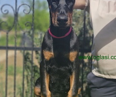 Doberman stenci